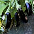 Морис F1 (Марис F1,ЛС 1322 F1) семян баклажана раннего (Lucky Seed)