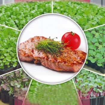 Лук-шнит семена микрозеленые (Agrocity)
