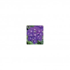 Мадам Blue (голубая) семена вербены гибридной (Kitano Seeds)