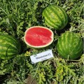 Макарена F1 (CRX 10507) семена арбуза тип кр.св. раннего 60 дн. 9-12 кг окр. (Cora Seeds)