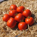 Мамако F1 семена детерминантного томата (Syngenta)