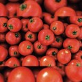 Мамако F1 семена детерминантного томата (Syngenta)