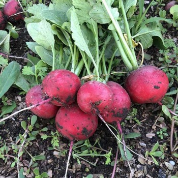 Марвел F1 семена редиса (Lark Seeds)