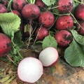 Марвел F1 семена редиса (Lark Seeds)