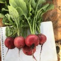 Марвел F1 семена редиса (Lark Seeds)