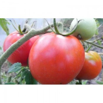 Машенька семян томата индетерминантного (GL Seeds)