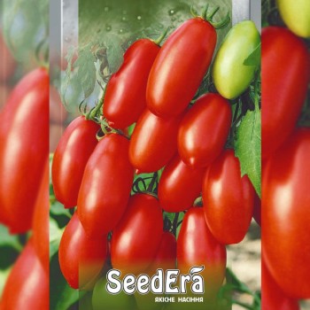 Медок семян помидора индетерминантного (Seedera)