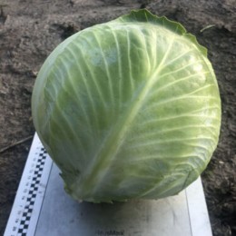 Мэриленд F1 семена капусты белокочанной (Lark Seeds)
