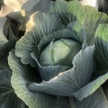 Мэриленд F1 семена капусты белокочанной (Lark Seeds)