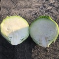 Мэриленд F1 семена капусты белокочанной (Lark Seeds)