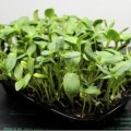 Микс Детство (3 урожая) набор для выращивания микрозеленые (Agrocity)