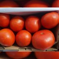 Мирсини F1 (Mirsini F1) семена помидора детерминантного (Seminis)