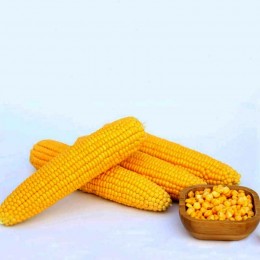 Мірза F1 насіння кукурудзи суперсолодкої Sh2 (May Seeds)