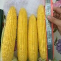 Мирза F1 семена кукурузы суперсладкой Sh2 (May Seeds)