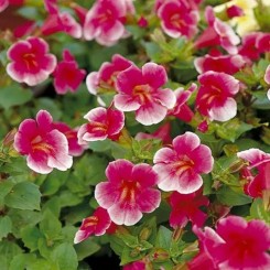 Мистик F1 розовый (pink) семян мимулюса (Sakata)