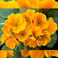 Монако Golden Orange семена примулы (Kitano Seeds)