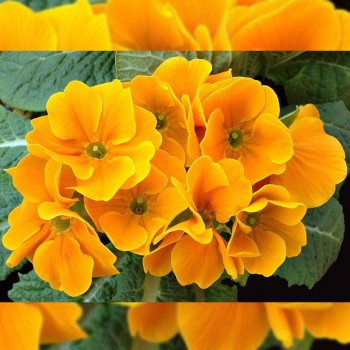 Монако Golden Orange семена примулы (Kitano Seeds)