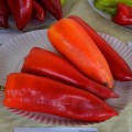 Монанта семян перца сладкого (Moravoseed)