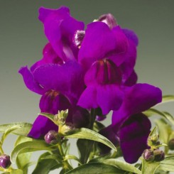 Монтего F1 фиолетовый (violet) семена антиринума карликового (Syngenta)