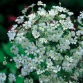 Мыльнянка элегантная белая (white) (Moravoseed)