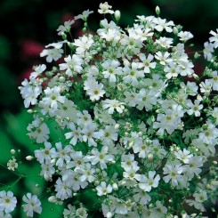 Мыльнянка элегантная белая (white) (Moravoseed)