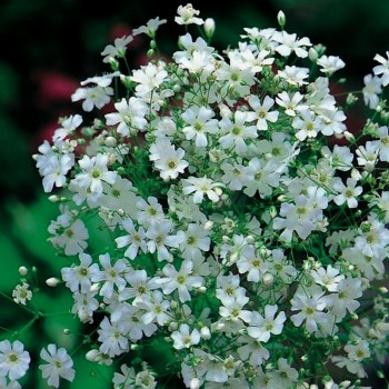 Мыльнянка элегантная белая (white) (Moravoseed)