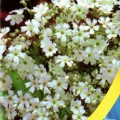Мыльнянка элегантная белая (white) (Moravoseed)