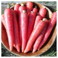 Нутриред семян моркови (Semo)