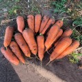 Нью Курода (1,8-2,0) семян моркови (Asia Seed)