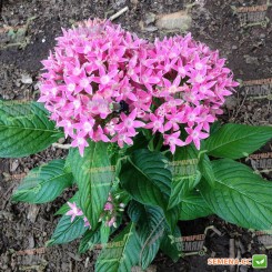 Нью Лук F1 розовый (pink) семена пентаса ланцетного (Benary)