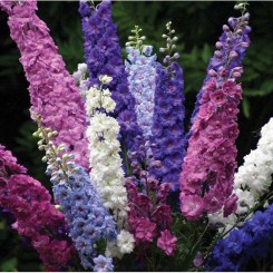 Дельфиниум однолетняя смесь (mix) семян (Moravoseed)