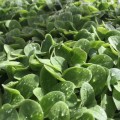 Огурец семян микрозелень (Agrocity)