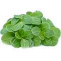 Огурец семян микрозелень (Agrocity)