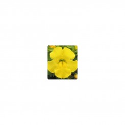 Окинава Yellow (желтый) семена мимулюса крупноцветкового (Kitano Seeds)