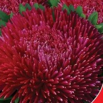 Бархат бордовый семена астры (GL Seeds)