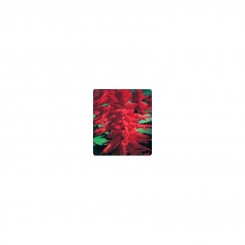 Оливер Red (красная) семян сальвии блестящей (Kitano Seeds)