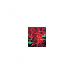 Оливер Red (красная) семян сальвии блестящей (Kitano Seeds)
