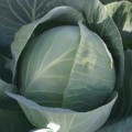 Ортус F1 насіння капусти білокачанної (Takii Seeds)