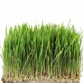 Овес семена микрозеленые (Agrocity)