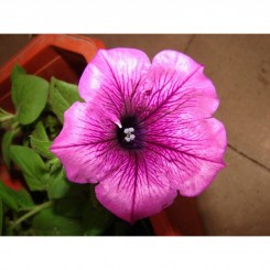 Браво F1 розовая (pink) семена петунии грандифлора (Syngenta)