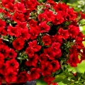 Лавина F1 красная (red) семена петунии ампельной (Cerny)