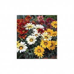 Пилигрим Микс (Piligrim Mix) семян Газании F1 (Gazania F1) (Kitano Seeds)