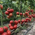 Пинк Овал F1 семена томата индет. 250г рож. (Юксель)