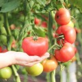 Пенки Фавор F1 семена помидора индетерминантного (Lucky Seed)