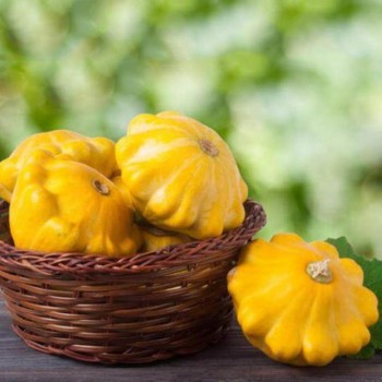 Помаранчеве насіння патисону (Hortus)