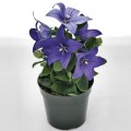 Поп Старый синий (blue) семена платикодона (Benary)