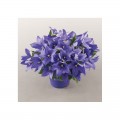 Поп Старый синий (blue) семена платикодона (Benary)
