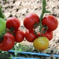 Приос F1 семена помидора индетерминантного (Ergon seeds)