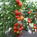 Приос F1 семена помидора индетерминантного (Ergon seeds)
