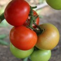 Приос F1 семена помидора индетерминантного (Ergon seeds)